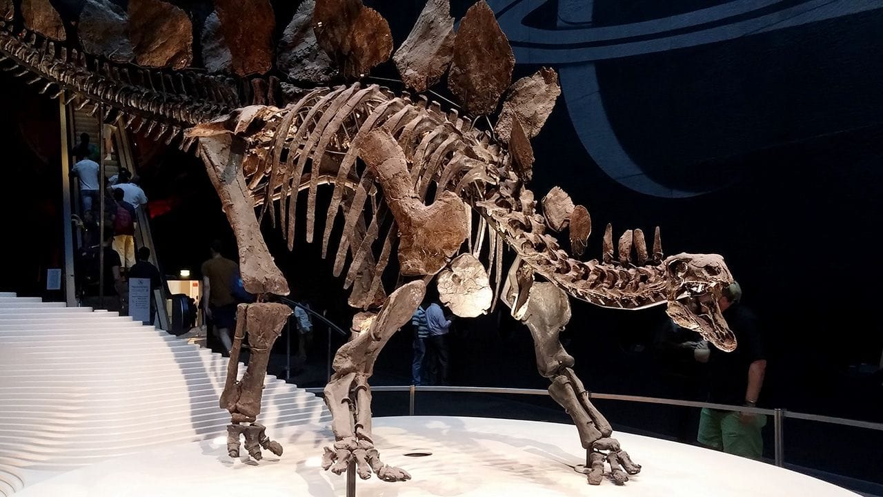 A fake brain covered in theatrical blood.